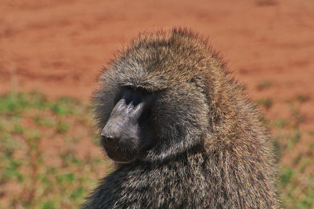 Maasai Mara National Reserve, Kenya